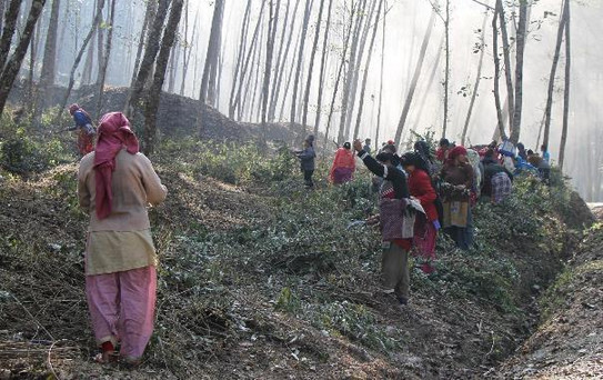 Arbeiter*innen stehen in einem Wald in Nepal